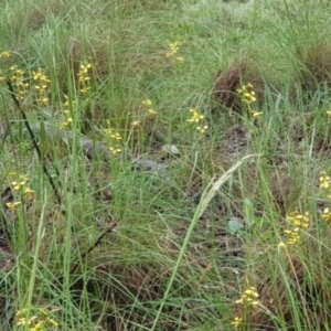 Diuris sulphurea at Downer, ACT - suppressed