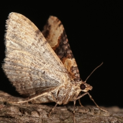 Epyaxa subidaria (Subidaria Moth) at Melba, ACT - 9 Jan 2021 by kasiaaus