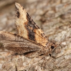 Epyaxa subidaria at Melba, ACT - 9 Jan 2021