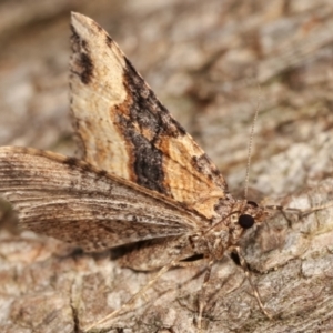 Epyaxa subidaria at Melba, ACT - 9 Jan 2021