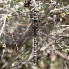 Adversaeschna brevistyla (Blue-spotted Hawker) at Holt, ACT - 20 Jan 2021 by Roger