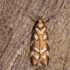 Palimmeces habrophanes (A Concealer moth) at Melba, ACT - 10 Jan 2021 by kasiaaus