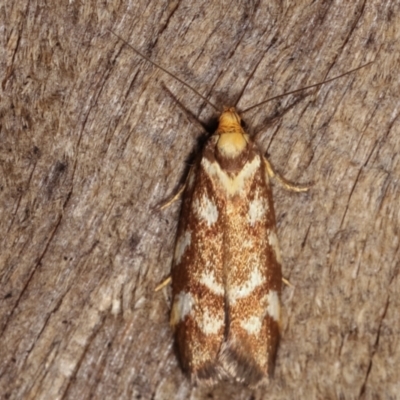 Palimmeces habrophanes (A Concealer moth) at Melba, ACT - 10 Jan 2021 by kasiaaus