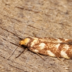 Palimmeces habrophanes at Melba, ACT - 10 Jan 2021 10:04 PM