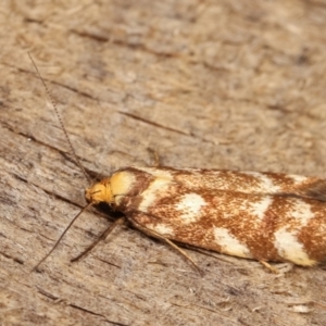 Palimmeces habrophanes at Melba, ACT - 10 Jan 2021 10:04 PM