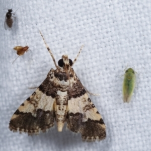 Nacoleia mesochlora at Melba, ACT - 10 Jan 2021