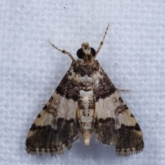 Nacoleia mesochlora at Melba, ACT - 10 Jan 2021 10:13 PM