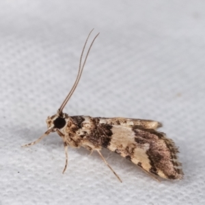 Nacoleia mesochlora at Melba, ACT - 10 Jan 2021