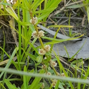 Alternanthera denticulata at Lyneham, ACT - 21 Jan 2021