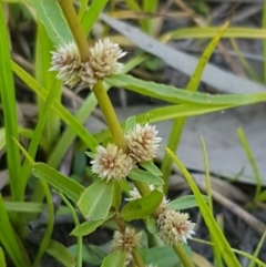 Alternanthera denticulata at Lyneham, ACT - 21 Jan 2021