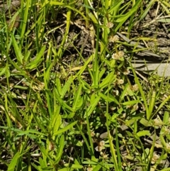 Alternanthera denticulata at Lyneham, ACT - 21 Jan 2021