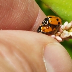 Hippodamia variegata (Spotted Amber Ladybird) at Lyneham Wetland - 21 Jan 2021 by tpreston