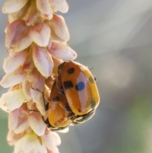 Hippodamia variegata at Lyneham Wetland - 21 Jan 2021