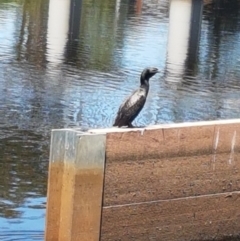 Phalacrocorax sulcirostris (Little Black Cormorant) at Lyneham Wetland - 21 Jan 2021 by tpreston