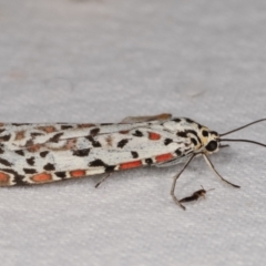 Utetheisa pulchelloides at Melba, ACT - 10 Jan 2021