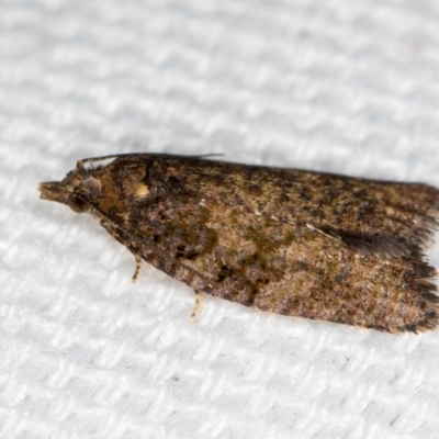 Thrincophora impletana (a Tortrix moth) at Melba, ACT - 1 Jan 2021 by Bron