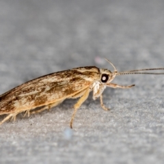 Garrha phoenopis at Melba, ACT - 1 Jan 2021