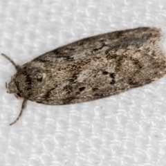 Philobota philostaura (A Concealer moth (Philobota group)) at Melba, ACT - 1 Jan 2021 by Bron