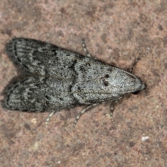 Heteromicta pachytera (Galleriinae subfamily moth) at Melba, ACT - 31 Dec 2020 by Bron