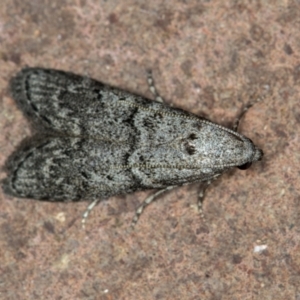 Heteromicta pachytera at Melba, ACT - 1 Jan 2021 12:35 AM