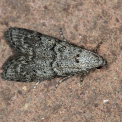 Heteromicta pachytera (Galleriinae subfamily moth) at Melba, ACT - 1 Jan 2021 by Bron