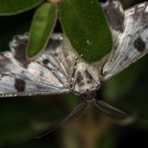 Cleora displicata at Melba, ACT - 1 Jan 2021 01:04 AM