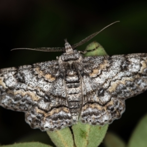 Cleora displicata at Melba, ACT - 1 Jan 2021 01:04 AM