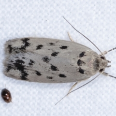 Ericibdela delotis (A Concealer moth (Wingia group)) at Melba, ACT - 10 Jan 2021 by kasiaaus