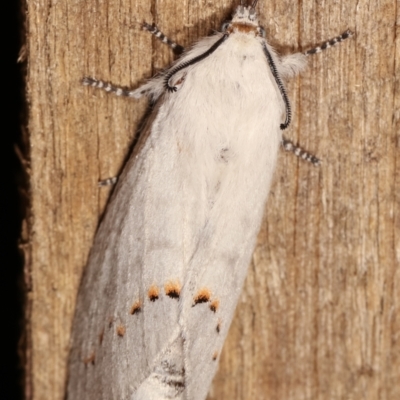 Pinara undescribed species near divisa at Melba, ACT - 11 Jan 2021 by kasiaaus