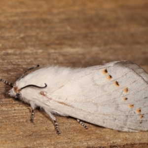 Pinara undescribed species near divisa at Melba, ACT - 11 Jan 2021