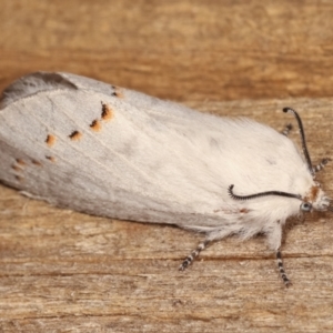 Pinara undescribed species near divisa at Melba, ACT - 11 Jan 2021