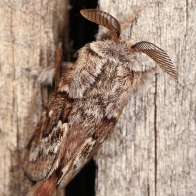 Pernattia pusilla (She-Oak Moth) at Melba, ACT - 11 Jan 2021 by kasiaaus