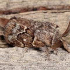 Pernattia pusilla at Melba, ACT - 11 Jan 2021