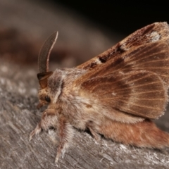 Pernattia pusilla at Melba, ACT - 11 Jan 2021