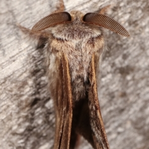 Pernattia pusilla at Melba, ACT - 11 Jan 2021