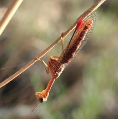 Mantispidae (family) (Unidentified mantisfly) at Holt, ACT - 15 Jan 2021 by CathB