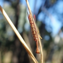 Mantispidae (family) at Holt, ACT - 16 Jan 2021 08:29 AM