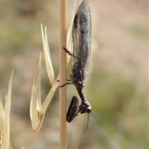 Mantispidae (family) at Cook, ACT - 20 Jan 2021