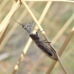 Mantispidae (family) at Cook, ACT - 20 Jan 2021