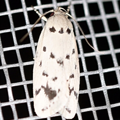 Ericibdela delotis (A Concealer moth) at O'Connor, ACT - 3 Jan 2021 by ibaird