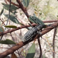 Rhytiphora albocincta (Longhorn beetle) at Downer, ACT - 21 Jan 2021 by Tdoh