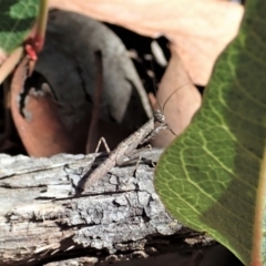 Bolbe nigra (Black Ground Mantid) at Holt, ACT - 18 Jan 2021 by CathB