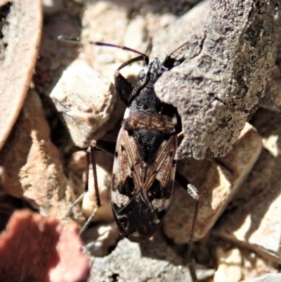 Euander lacertosus (Strawberry bug) at Holt, ACT - 18 Jan 2021 by CathB