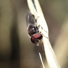 Syrphidae (family) (Unidentified Hover fly) at Aranda Bushland - 18 Jan 2021 by CathB
