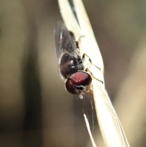 Syrphidae (family) at Holt, ACT - 19 Jan 2021