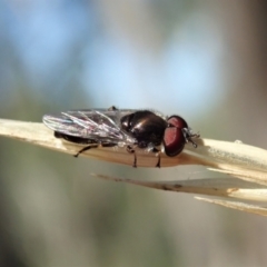 Syrphidae (family) at Holt, ACT - 19 Jan 2021 09:43 AM