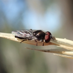 Syrphidae (family) at Holt, ACT - 19 Jan 2021 09:43 AM