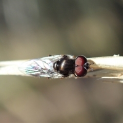 Syrphidae (family) at Holt, ACT - 19 Jan 2021