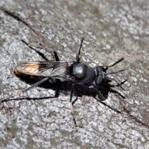 Therevidae (family) at Holt, ACT - 19 Jan 2021