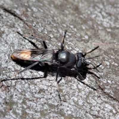 Therevidae (family) (Unidentified stiletto fly) at Aranda Bushland - 18 Jan 2021 by CathB